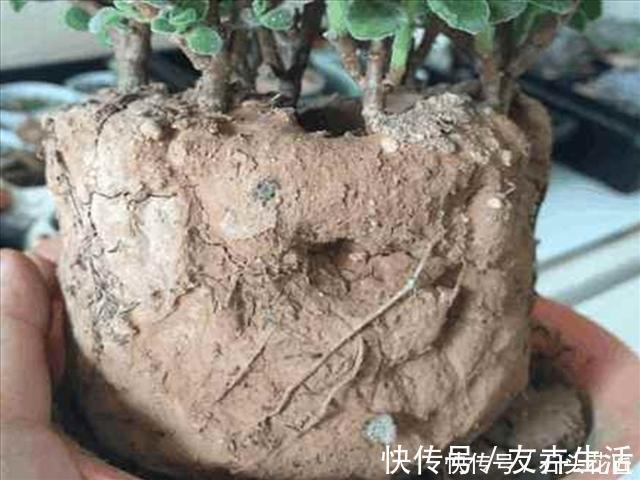 干旱|养花“干透浇透”你真的懂吗?很多人做错了,难怪盆土板结!