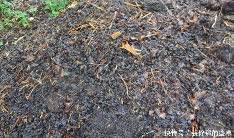 养花|羊粪当植料养花前，掌握住用量、发酵方法，养啥花都能旺