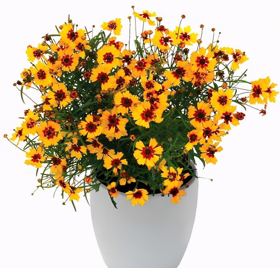 高温40度，6种花“尽情晒”，越晒越开花，密密匝匝一大盆，漂亮