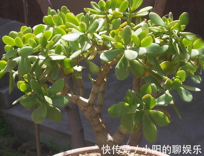 4种花很独特,容易打造老桩盆景,被当成传家宝,喜欢吗