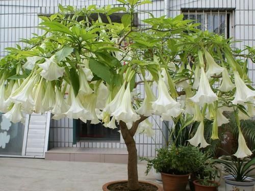 植物|野外多见全株有剧毒，村民却喜欢将其种在家中，这是为何呢