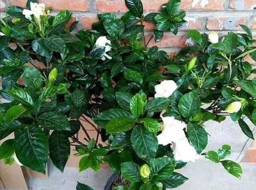 养花:因为土壤呈碱性而引发黄叶问题,就该用这几样“水”解决