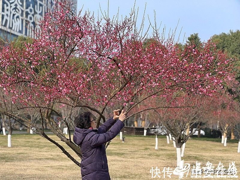 梅花|梅花绽放喜迎春「组图」