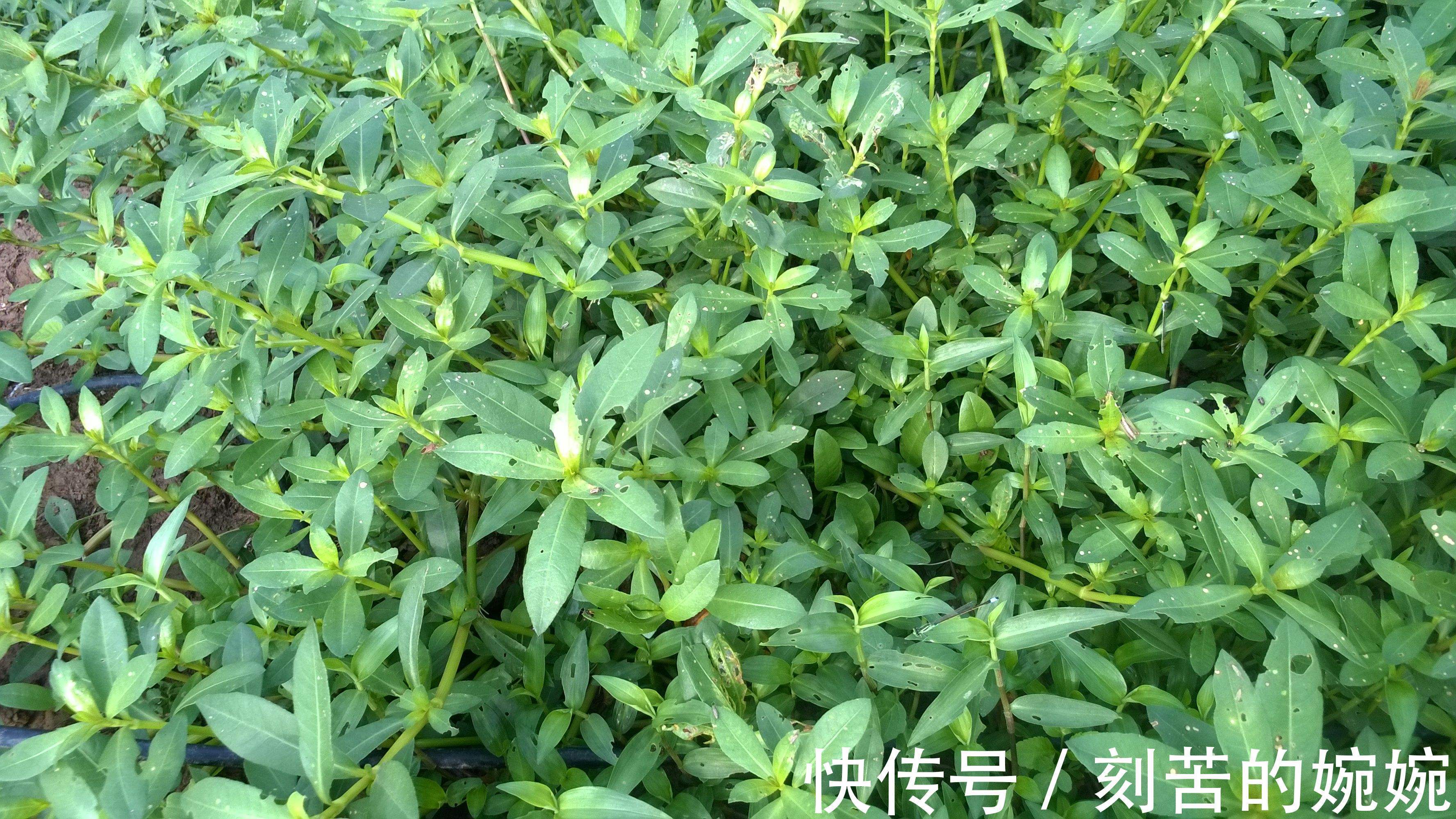 荠菜|常吃这6种野菜，不仅营养丰富、美容养颜，还能增强体质抗衰老