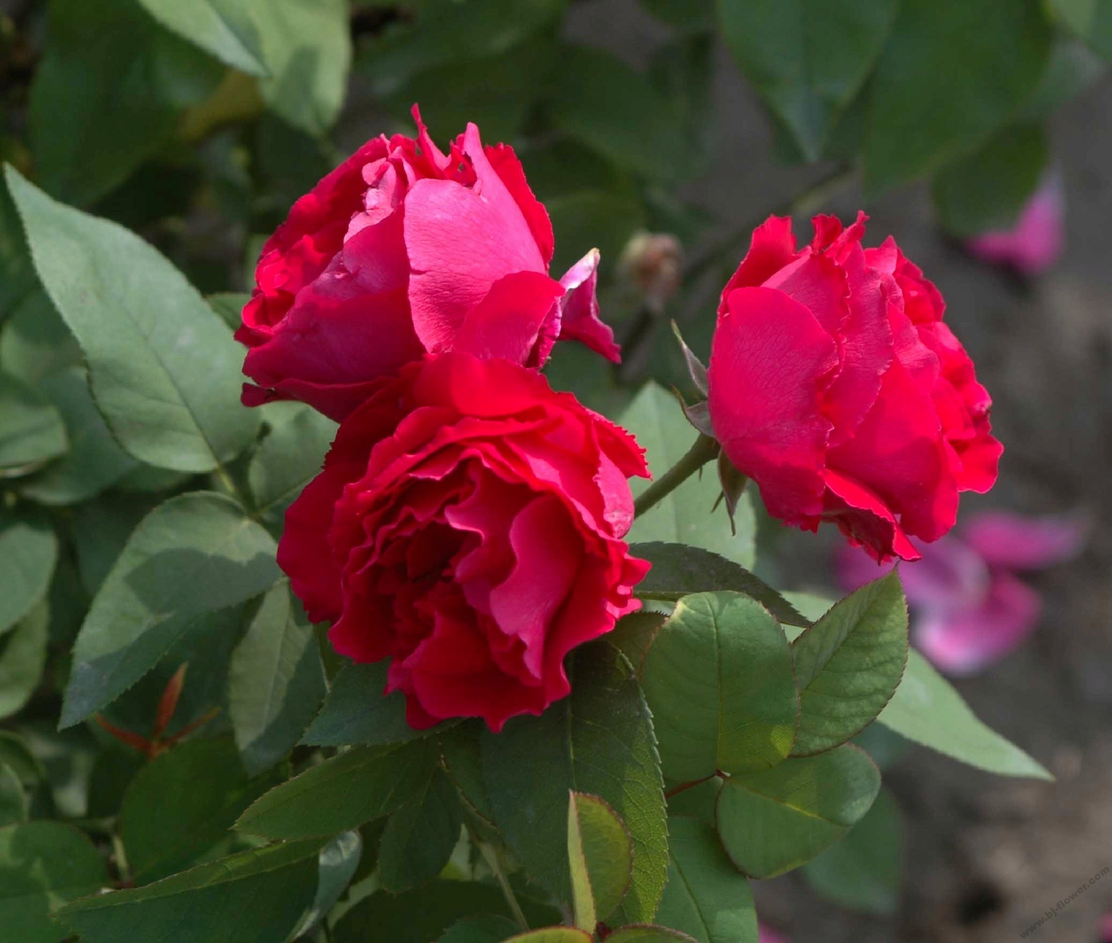 此花花朵硕大,花香怡人,花朵艳丽,容易开花成花海
