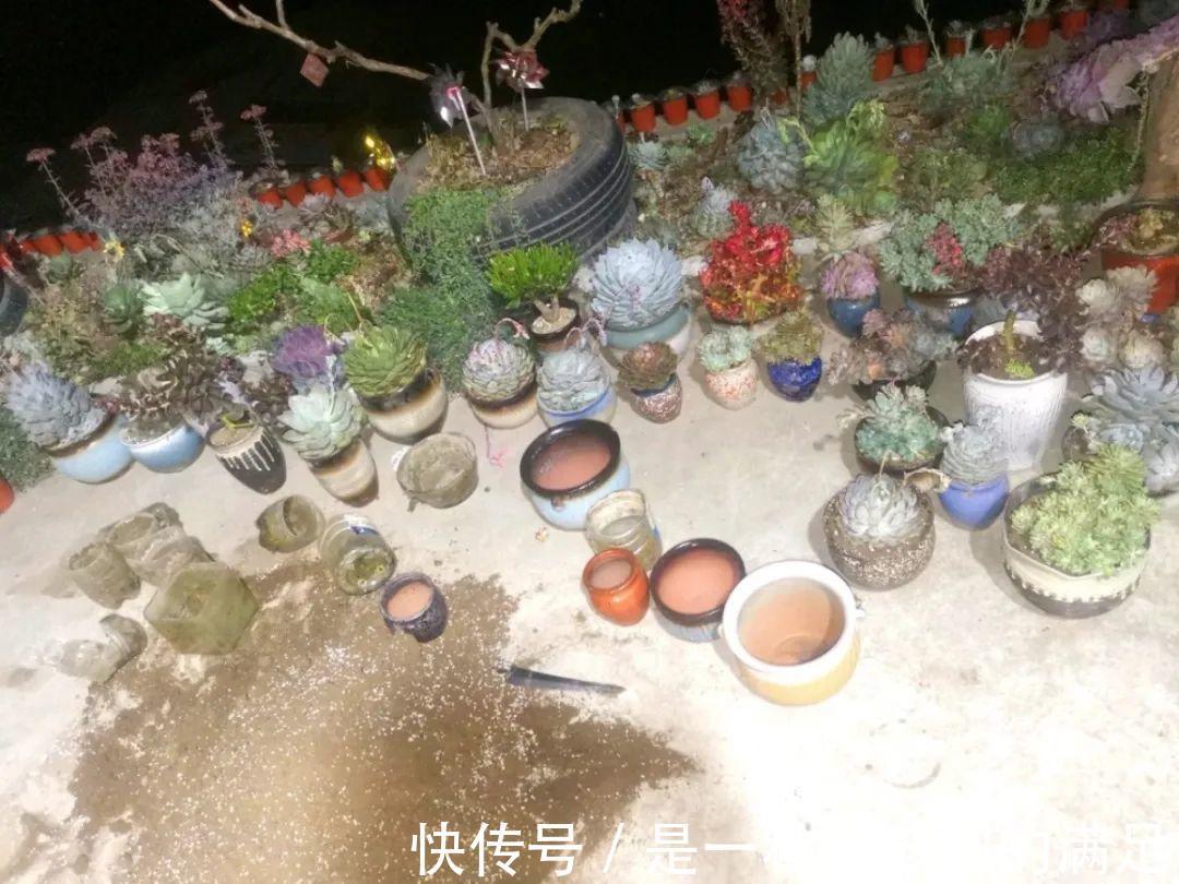 四川大哥养多肉,创意无极限,生活巴适得很!