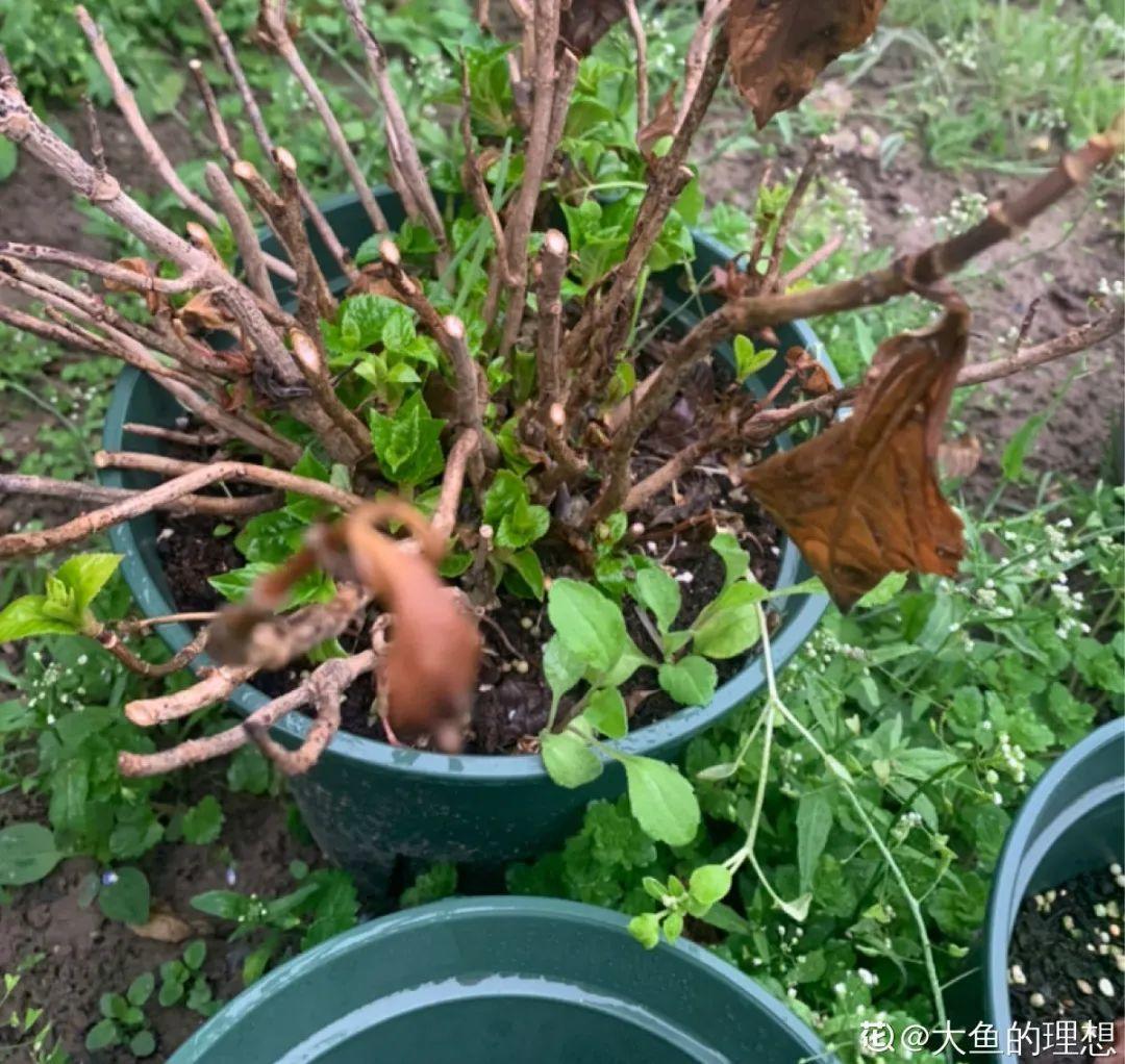 枯萎|9种花是富贵命,必须大盆养,小盆养会憋死