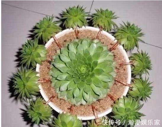 光照|观音莲这样养,群星捧月,有驱邪纳降,吉祥如意之意