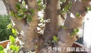 老桩|玉树喜欢喝“酸水”,10天喝一次,枝条“老得快”,开成大花树