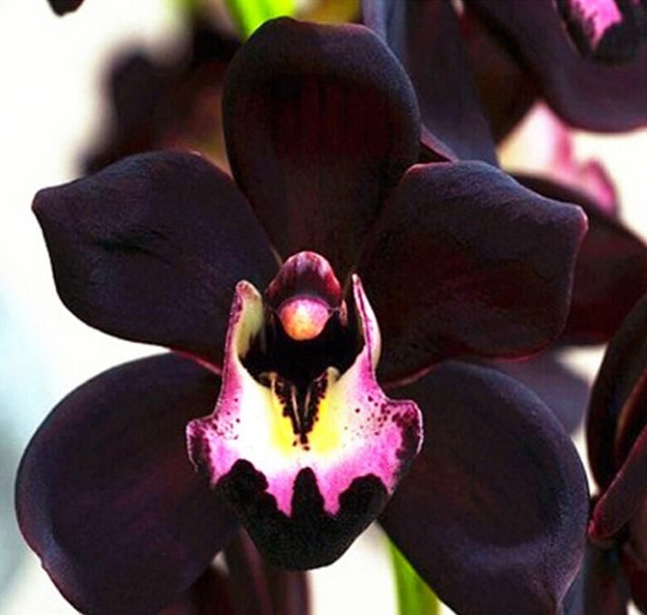  香味|墨兰铭品“黑雪姬”，黑杆黑花，香味浓郁，养护简单，性价比极高