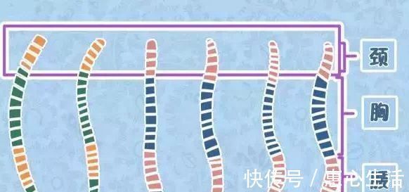 背部|婴儿什么时候练习坐宝宝颈椎没有这两个特点不要开始,小心受伤