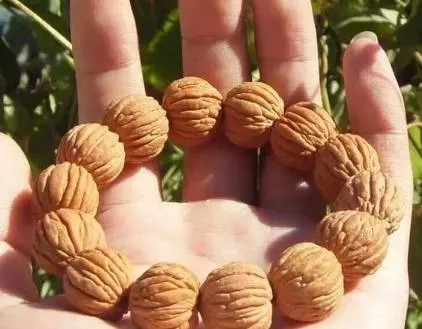 核桃|猴头核桃,你对它了解有多少?