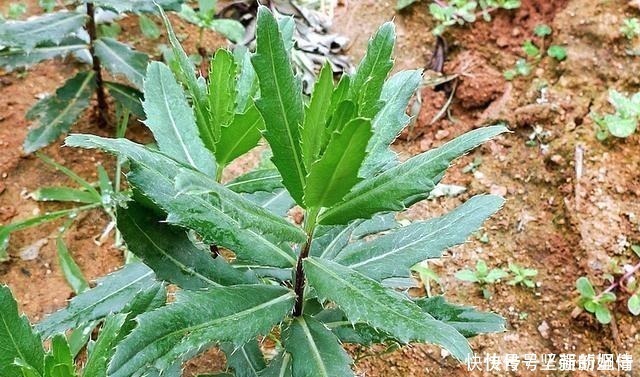 野草|1种最被低估的野菜，曾是穷人“救命菜”，如今沦为杂草