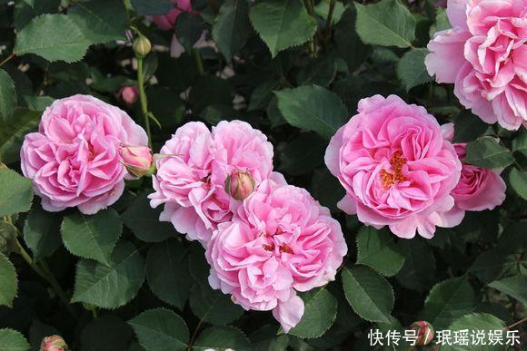 厨房里的“1种水”,用来养花,比肥料强“10倍”,养啥花都旺