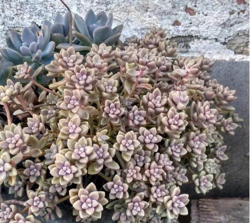  此款强悍多肉，容易群生长满盆，颜色靓丽惹人爱，满满成就感！