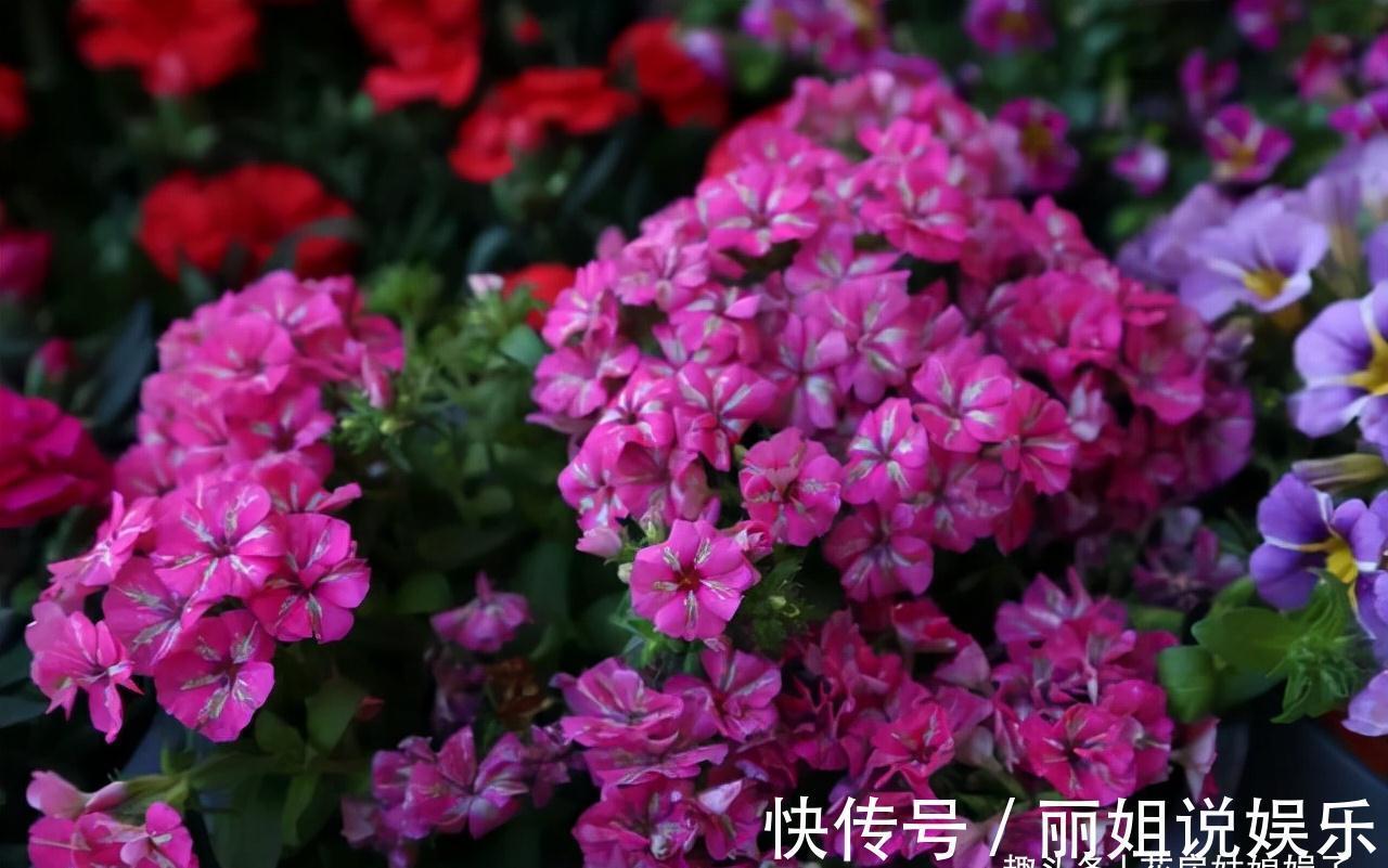 比较耐寒的11种花卉,有的能抵御“零下几十度”低温,漂亮又好养