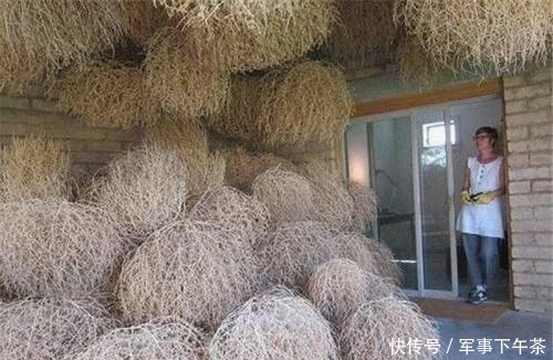 风滚草 美国又发生了啥?被这一植物堵的家门都出不了,在中国却难以见到
