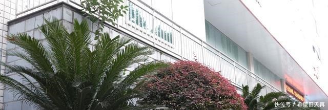 奇观!“千年不遇”的铁树真的开花了