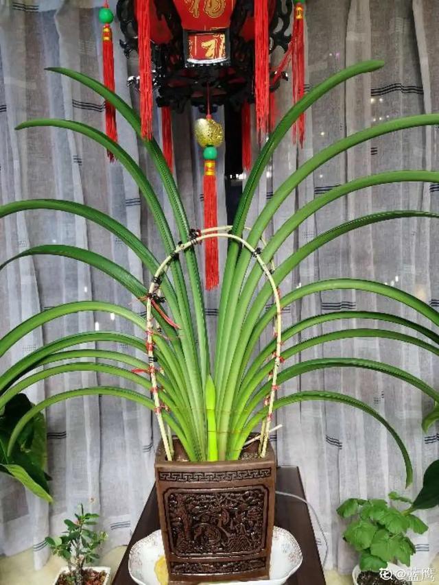 养花技巧这花不是一次性,开完别扔,还能再养7、8年