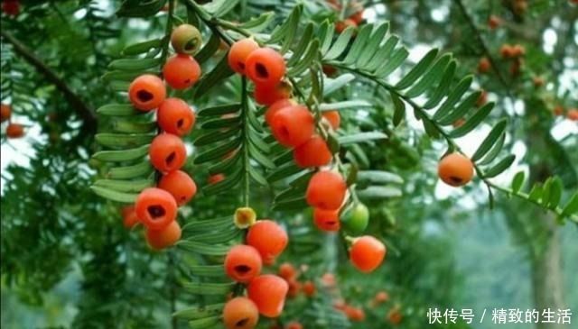 家中养红豆杉,要满足2个条件,才能结出美丽的红豆!