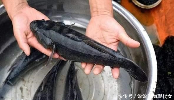 入侵|入侵中国40年,因味道美味吃成稀罕物,一斤大涨11元,太疯狂
