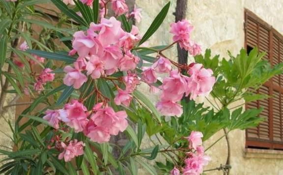 5种有毒的花卉盆栽,如果家中养了,赶快处理,不要掉以轻心