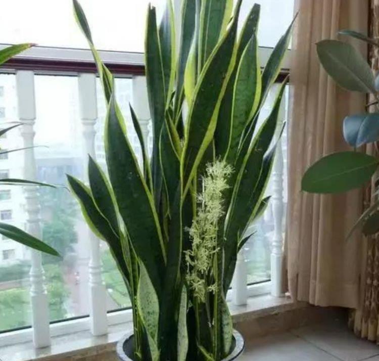 四种花常年开花易爆盆，被称为花卉界的劳模，开花漂亮一年不停