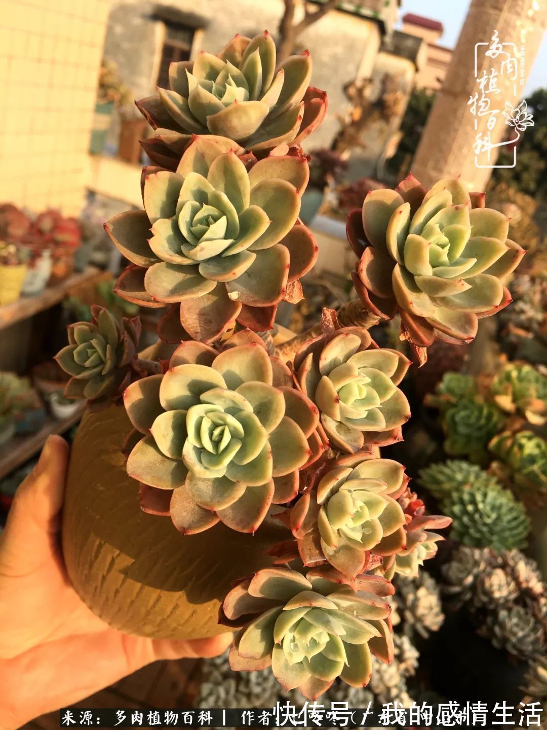 养多肉的路上患得患失，却依然如最初般热爱！