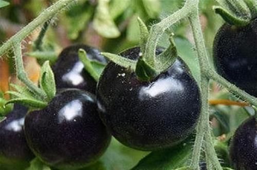 女性到了中年常吃3种食物，软化血管，降压减脂，好处多多