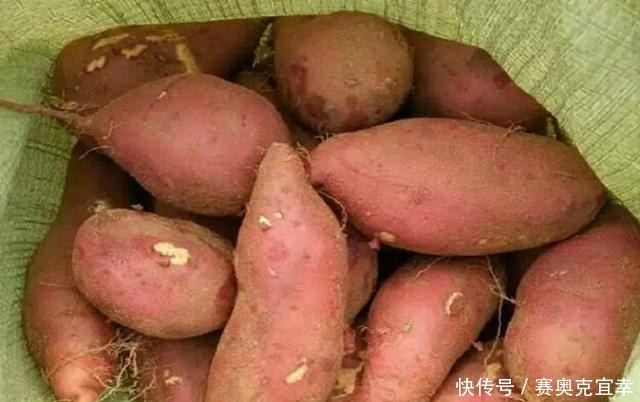 学会|保存红薯,直接丢地上是大错!学会这招,放半年都不坏,越放越甜