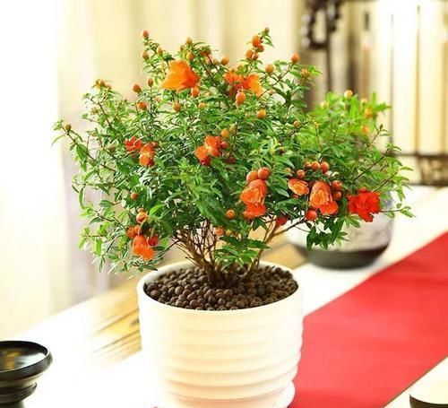 植物|古代的“大户人家”都喜欢养这10种植物,家里养几盆,富贵吉祥旺家宅,你家养了吗