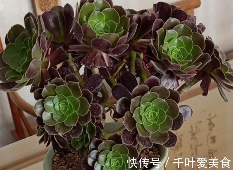 多肉法师|养花别大意,3种花对身心健康不利,再喜欢也别养,你养过几种?