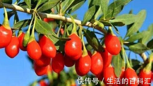 失眠多梦|睡觉前吃5粒“枸杞”，坚持20天，3个好处或不请自来！