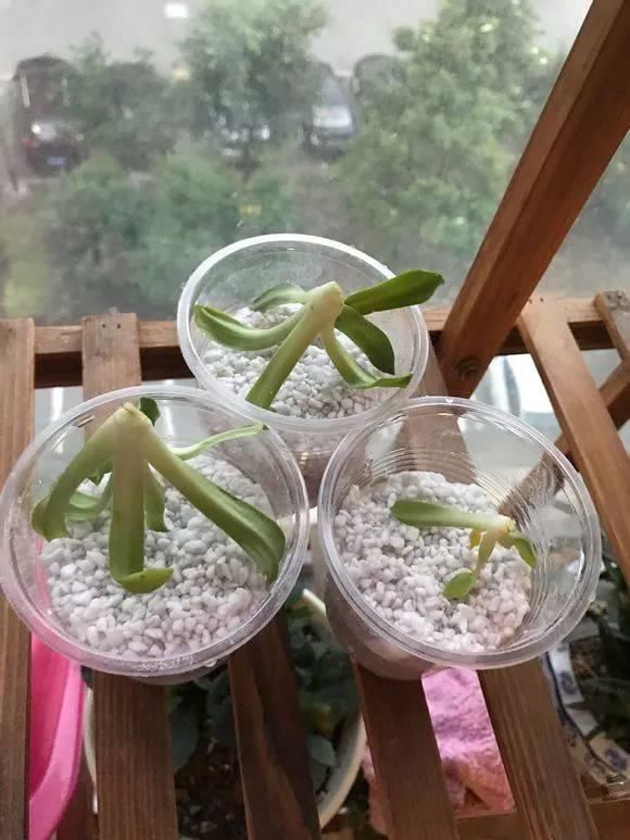 5种花现在插土里,下个月就开花,再热也不怕,别错过了