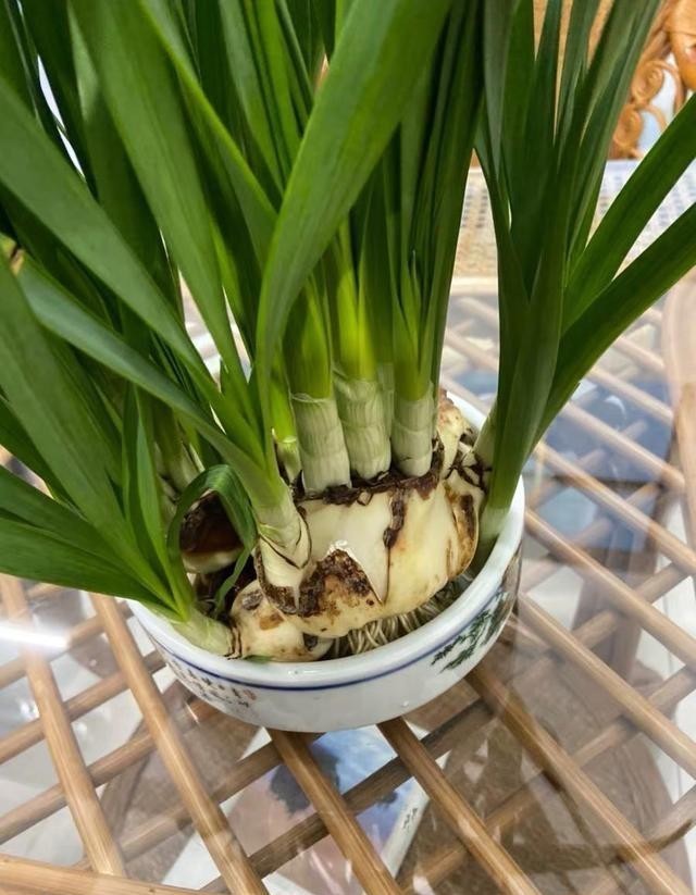 火爆|水仙花在冬天很火爆,盆里倒点水,种球放水里,花瓣开到春节