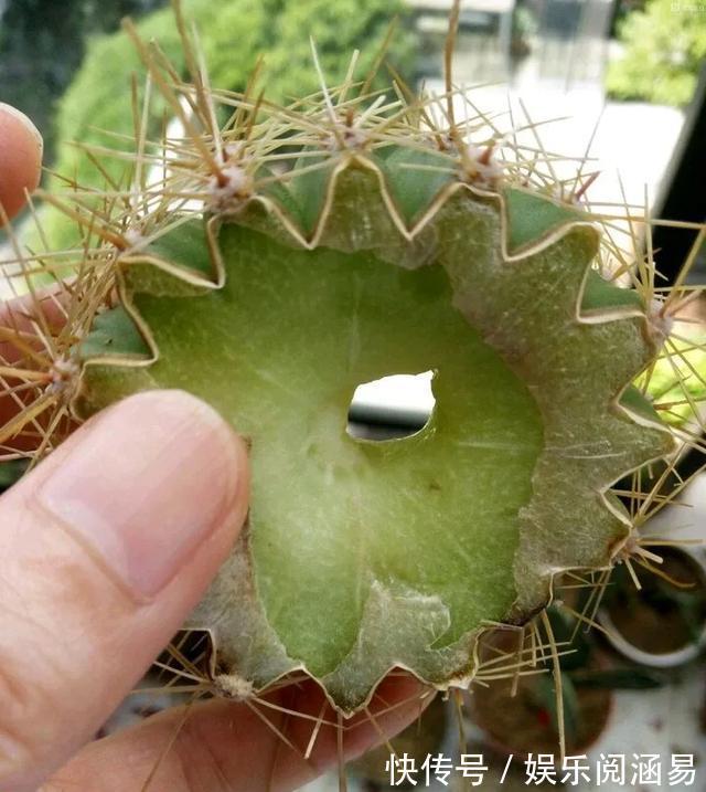 夏天|10种不能淋雨的花，淋完雨就死，盆栽养花注意事项