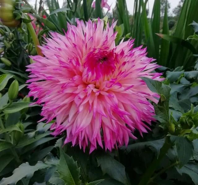 这4种花入冬就“假死”，简单处理一下，明年继续花开烂漫