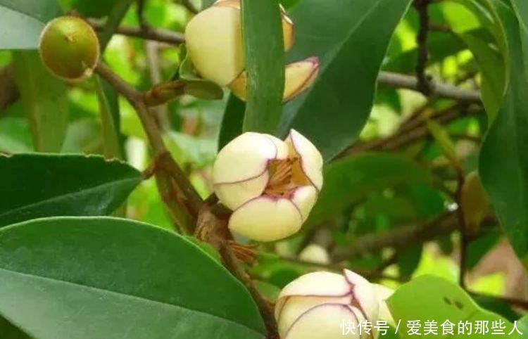 温馨|4种便宜花,阳台养几盆,花开香飘溢满屋,阳台变温馨花园