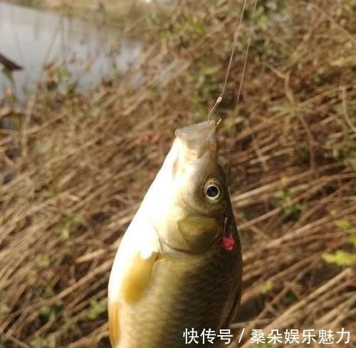 学会|钓鱼遇到没口该怎么办学会这9招,鱼情变化再快也不怕了