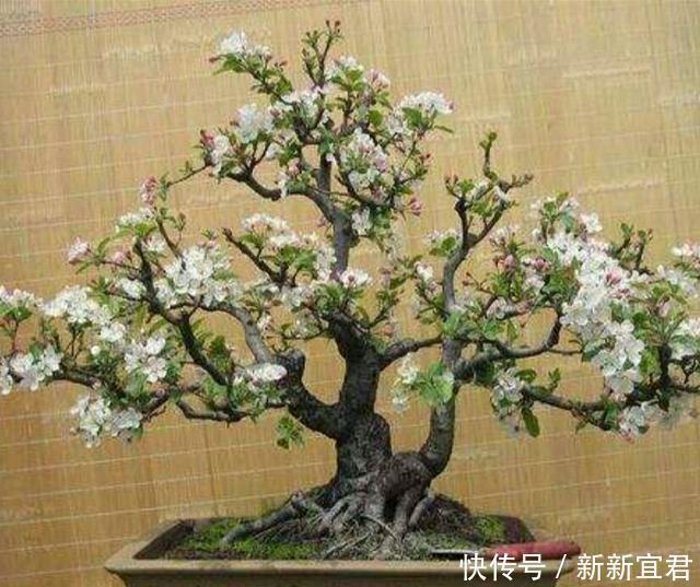 冬红果老桩也可以制作成盆景,还能结满红色诱人的红果子