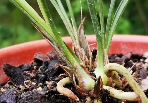 种植|兰花生命力很强，决定能否种植成活的，并不是土壤与肥料
