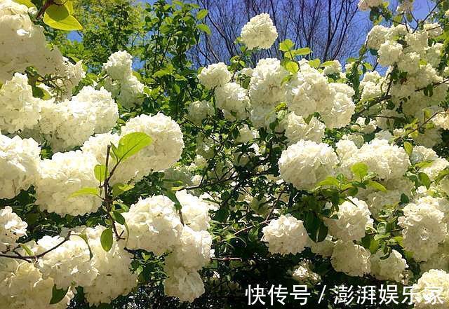 严寒|不会养花就养它,不畏严寒,不怕酷暑,春季开成“大雪球”!