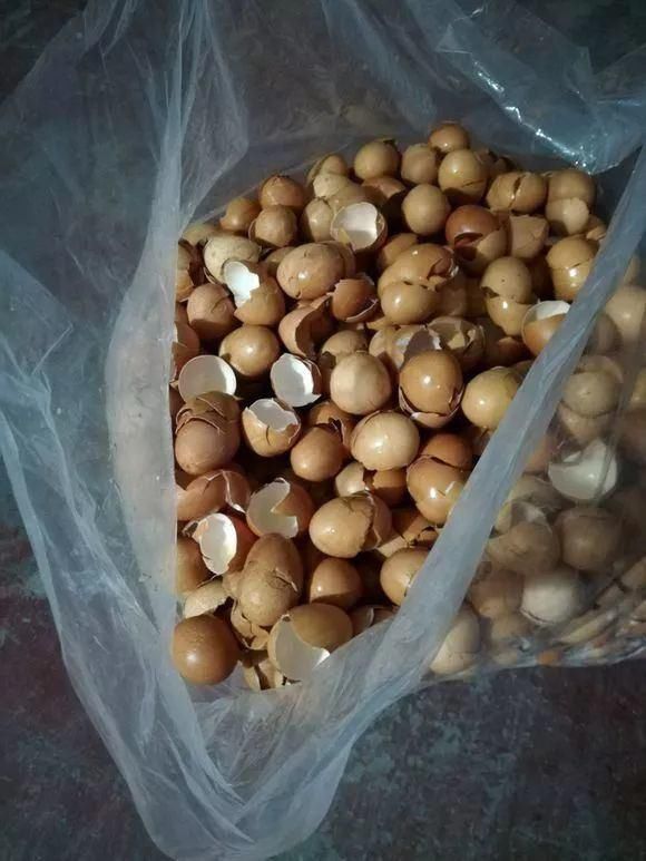 厨房里的“小东西”，养花作用想不到！解决很多养花人的烦恼！