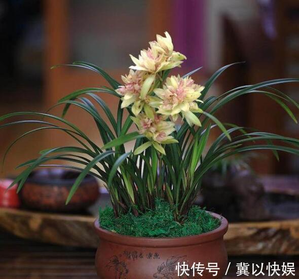 秋季兰花得茎腐病怎么办教你“4法”，找对病因，照样可以救活