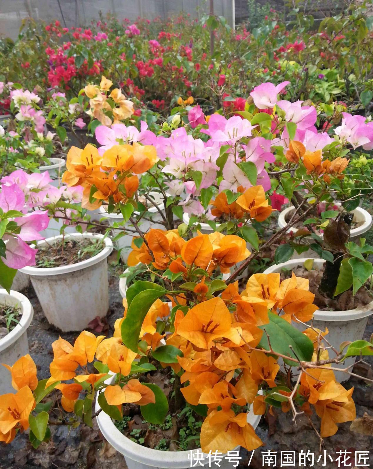 枝条|秋天凉，养三角梅把握住这4点，花叶健康，长势越来越好