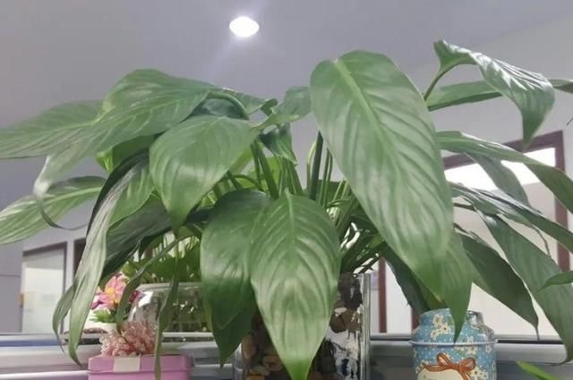 6种花一天不浇水,叶子就耷拉,缺水3天就死翘