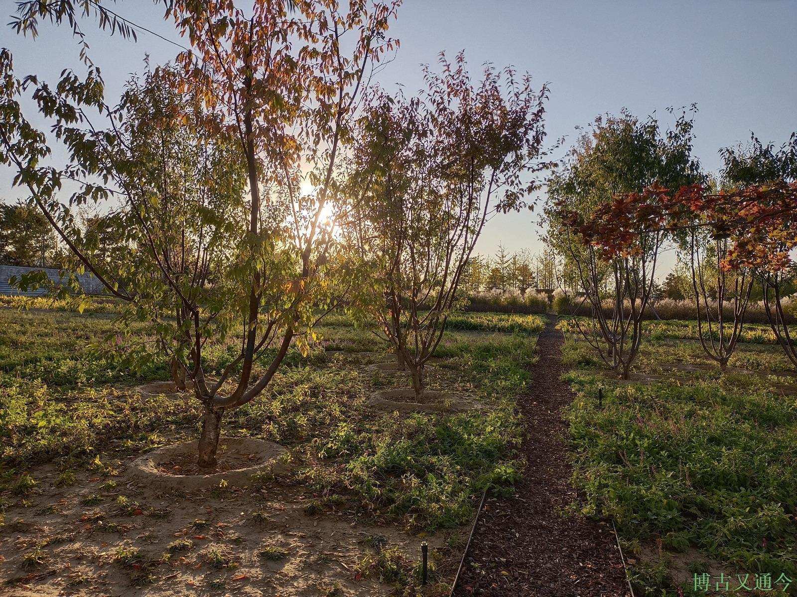 老年|温榆河公园示范区东园,园内的金色光芒撒在大地上