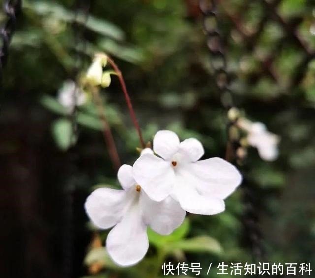 想省心就养这些花，没有病虫害，就爱开花！想省心就养这些花，没有病虫害，就爱开花！