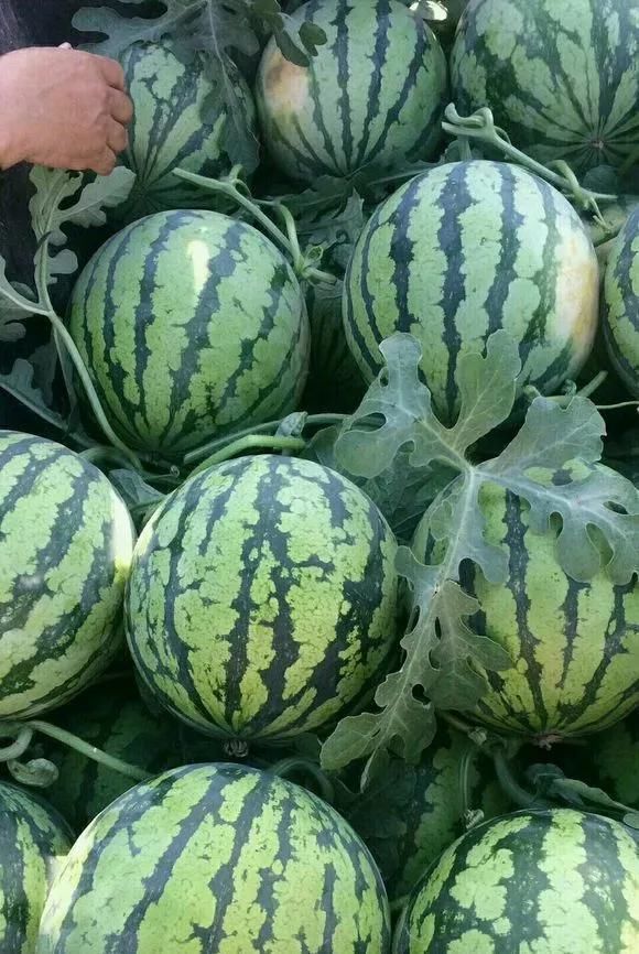 橘子皮|2斤西瓜皮丢桶里,加点水,不黄叶不烂根,花一开100朵