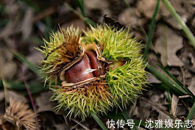 排毒养颜|想长寿得会吃,4种食物每天吃点,健胃消食、排毒养颜,早吃早好